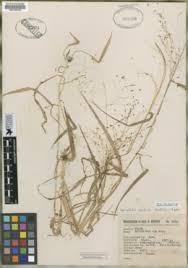 Image result for Sporobolus mildbraedii