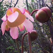 Gorgeous Sarracenia Purpurea Flower Purple Pitcher Plant Purple Pitcher Plant Carrion Flower Pitcher Plant