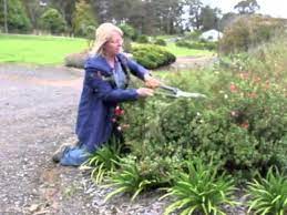 Pruning Salvia Hotlips Broadband Salvia Salvia Plants Snake Plant Care
