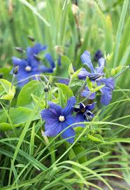 Clematis Pflanzen Und Pflegen Clematis Pflanzen Pflanzen Clematis