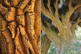 La Noline A Longues Feuilles Originaire Du Centre Et Du Sud Du Mexique En Particulier A Oaxaca Possede Une Ecorce Liegeuse Caracteristi Feuille Ecorce Arbre