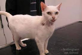 Best topical flea treatment for cats: Flea Allergy Dermatitis In Cats Cat World