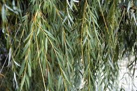 Something has taken place within the last few weeks. Buy Weeping Willow Trees Online The Tree Center