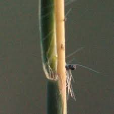Image result for Schizachyrium jeffreysii