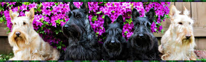 The scottish terrier is a small and resilient dog with short legs that can move exceptionally fast. About Us