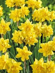 Daffodil Tete Boucle Narcissus Cyclamineus Em 2020 Flores Amarelas Flores