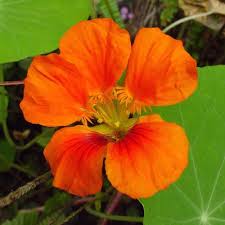 Wow with the perfect bouquet! Tropaeolum Majus Vesuvius Seeds Indian Cress Plant World Seeds