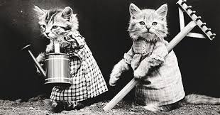 Yes, red point ragdolls or flame point ragdolls are among the rarest ragdoll cats out there. Flame Point Ragdoll Cats Facts You May Need To Know Zooawesome