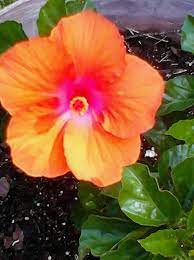 Hibiscus Montego Wind Hibiscus Outdoor Plants Plants