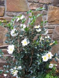 Cameliia Sasanqua Setsugekka Plants Backyard Plants Plant Nursery