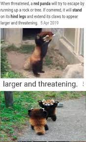 Pin On I Love Red Pandas