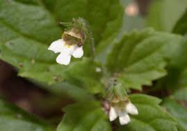 Image result for Diclis