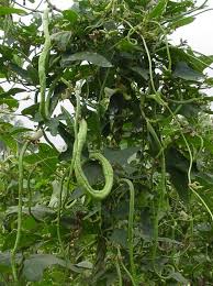 Yard Long Beans Fruits Et Legumes Potager Graine