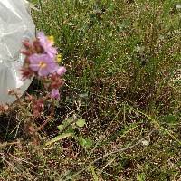 Image result for Dissotis trothae