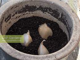 Planting And Growing Elephant Garlic In Pots By Jacqui Dracup Gap Gardens