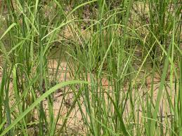 Image result for Paspalum scrobiculatum