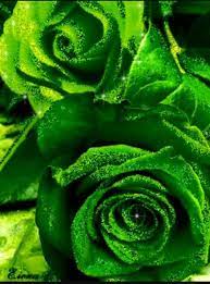 ℒ𝓸𝓿𝒆𝓵𝔂ℛ𝓸𝓼𝒆 rose seeds beautiful rose flowers green rose