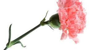 How To Make Carnation Stems Root Growing Carnations Carnation Plants Carnations
