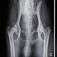Pdf Avascular Necrosis Of The Femoral Head In Dogs Retrospective Study