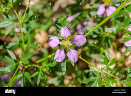 Image result for Fagonia