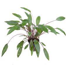 Sri lanka, found in freshwater springs and rivers. Tropica Cryptocoryne Beckettii Petchii Olibetta
