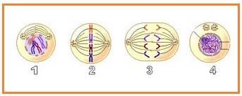 Meningkatnya volume rongga dada saat inspirasi dipengaruhi oleh faktor berikut daerah pembelahan sel atau daerah divisi, daerah pembelahan sel terlihat tersusun oleh pernyataan yang benar tentang dinding sel bakteri adalah. Biologi Gonzaga Ulangan Harian Biologi Reproduksi Sel