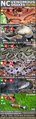 Venomous Snakes Of North Carolina Out Of 37 Species Only 6