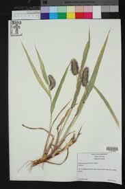 Image result for Setaria parviflora