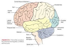 The peripheral nervous system (pns) connects the cns to other parts of the body, and is composed of nerves (bundles of neurons). Anatomy Of The Central Nervous System