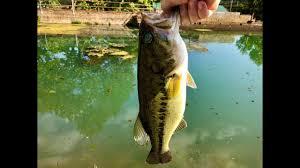 Mid August Fishing At Mammoth Spring Arkansas Hd Re Load Youtube
