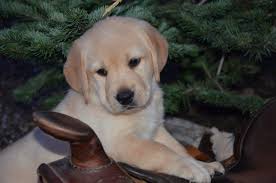 Welcome to pawsitesonline, the oldest and most respected web site with puppies and kittens to buy. Carver Labradors Of Washington Labrador Puppies Labrador Puppies Puppy English Labrador Breeder Dog Dogs Labrador Retriever