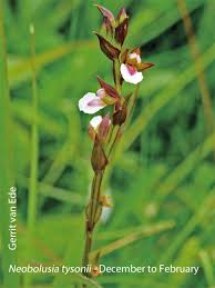 Image result for Tridactyle tricuspis