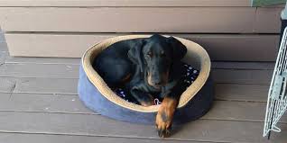 Ist der dobermann ein jagdhund? Wie Man Einen Dobermann Welpen Aufzieht Die Ersten Tage Zu Hause Dobermann Blog