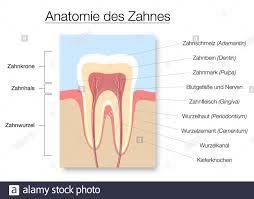 Blood vessels (types, structure and function): Tooth Anatomy Medical Labeled Cross Section Chart With Enamel Dentin Pulp Gingiva Blood Vessels And Nerves Illustration On White Background Stock Photo Alamy