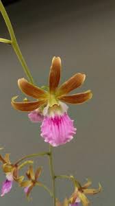 Image result for Eulophia euglossa