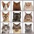 Cat Breeds - List of Cats Breeds, Types of Cat Breeds with ...