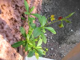 Image result for Talinum fruticosum