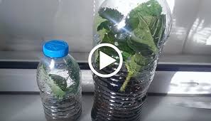 Pet Sisede Ortanca Cogaltma Videolu Anlatim Pet Bottle Bottle Hydrangea
