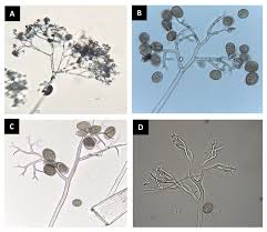 Image result for peronospora grapevine