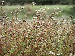 Image result for Fagopyrum snowdenii