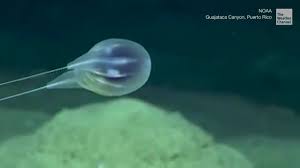 Also known as sea snot) is a giant blob of snot made from rotting kelp and plankton. Mysterious New Blob Discovered On Ocean Floor Videos From The Weather Channel Weather Com