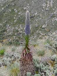 Image result for Lobelia wollastonii