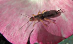 Get the earwigs out of my garden! How To Get Rid Of Earwigs Quickly And Reliably Epic Gardening