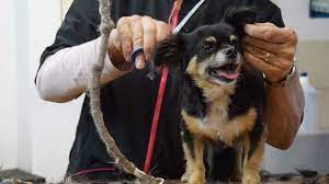 Can You Cut Dog Hair With Human Clippers Answered Barking Royalty