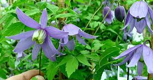 Prefers a deep moist soil with its roots in the shade and its shoots growing up to the light6. Clematis Atragene Alpina Blue Bird