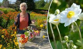 Check spelling or type a new query. Gardeners World Carol Klein Gets To Grips With Buttercup Flowers Express Co Uk