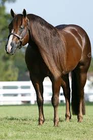 What Is The Most Popular Horse Breed For Reining American Quarter Horse Dream Becomes Nrha Two Million Dollar Sire Reining Horses For Sale Aqha Horses Reining Horses Horses