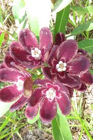 Image result for Glossostelma