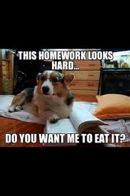 10 Dogs Who Are Pretty Sure They Re People Funny Animal Quotes Funny Dog Memes Animal Jokes