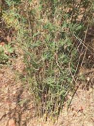 Image result for Oxytenanthera abyssinica